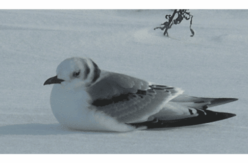A bird with a white body and grey wings with black tips and a dark beak. The bird is fluffed up and huddled down on a snowy surface.