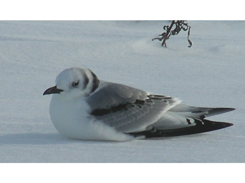 A bird with a white body and grey wings with black tips and a dark beak. The bird is fluffed up and huddled down on a snowy surface.