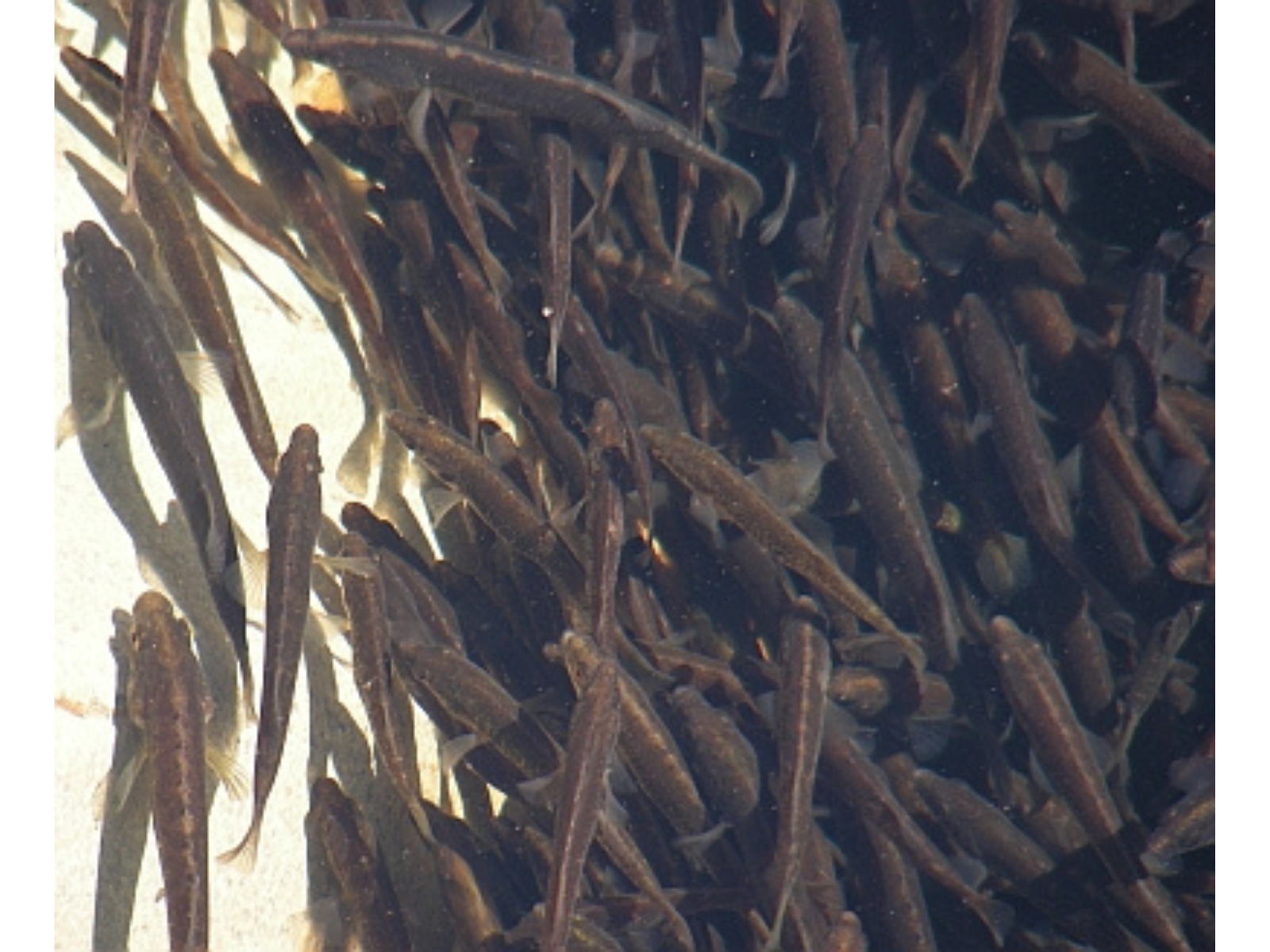 Close-up view of a school of small, thin fish.
