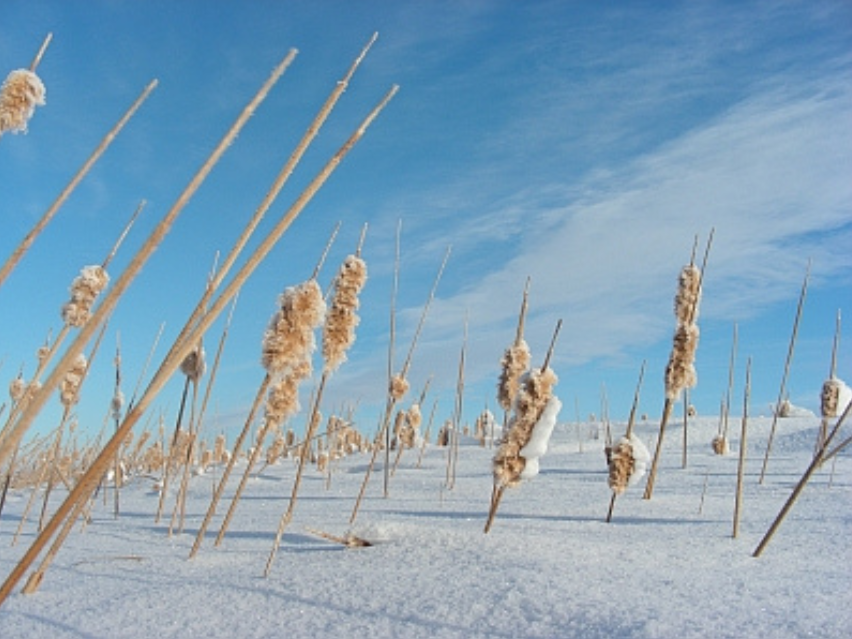 Fluffy, snow-covered cattails emerging from a snow-covered ground, backed by a bright blue sky.