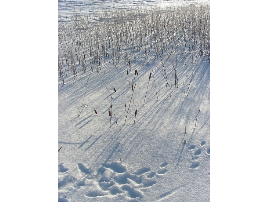 Cattails cast shadows across snowy ground on a bright winter day.
