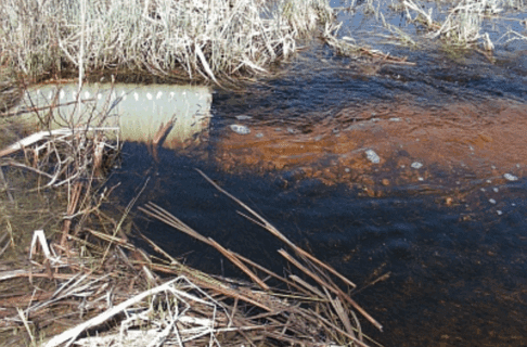 Looking down to a culvert with a school of fish either side of the pipe.