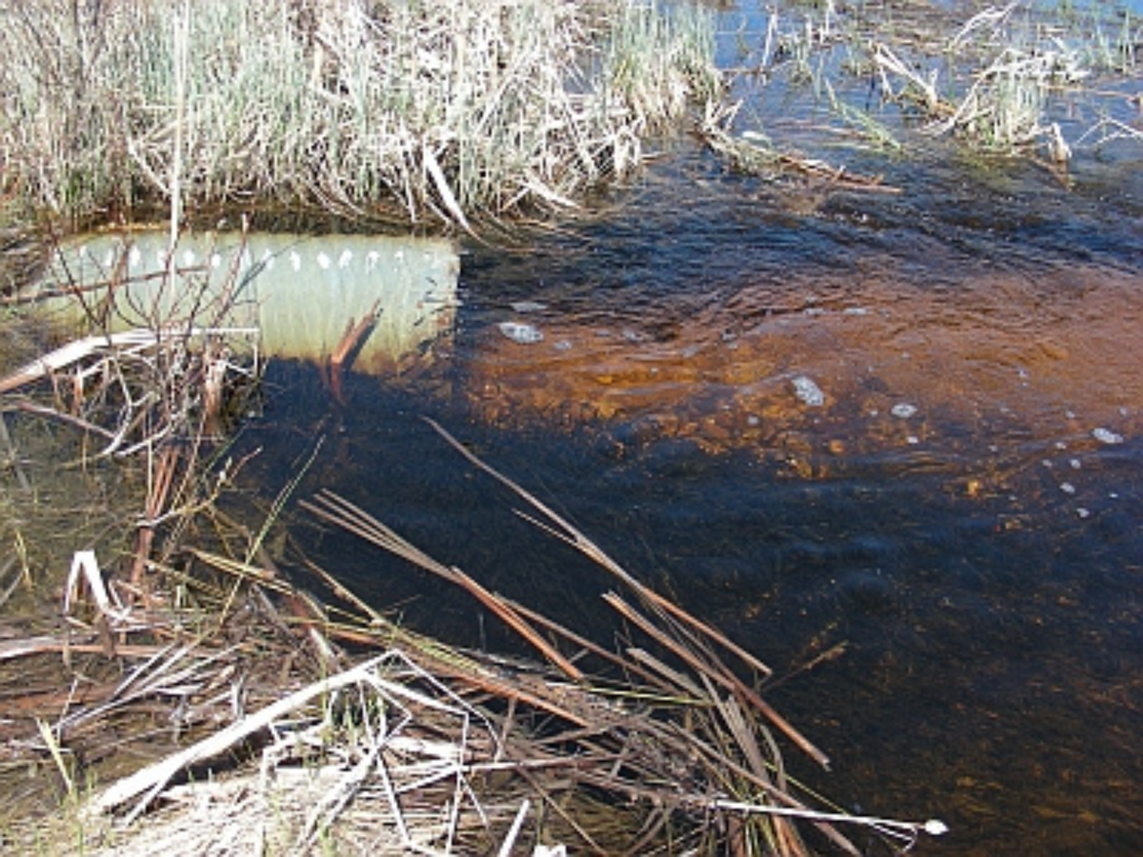Looking down to a culvert with a school of fish either side of the pipe.