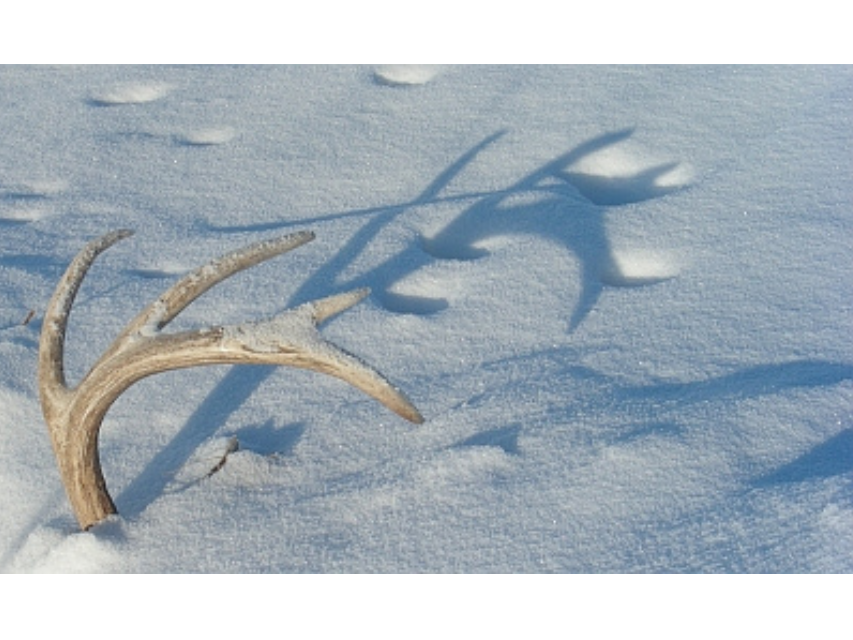 A deer antler sticking out of the snow.