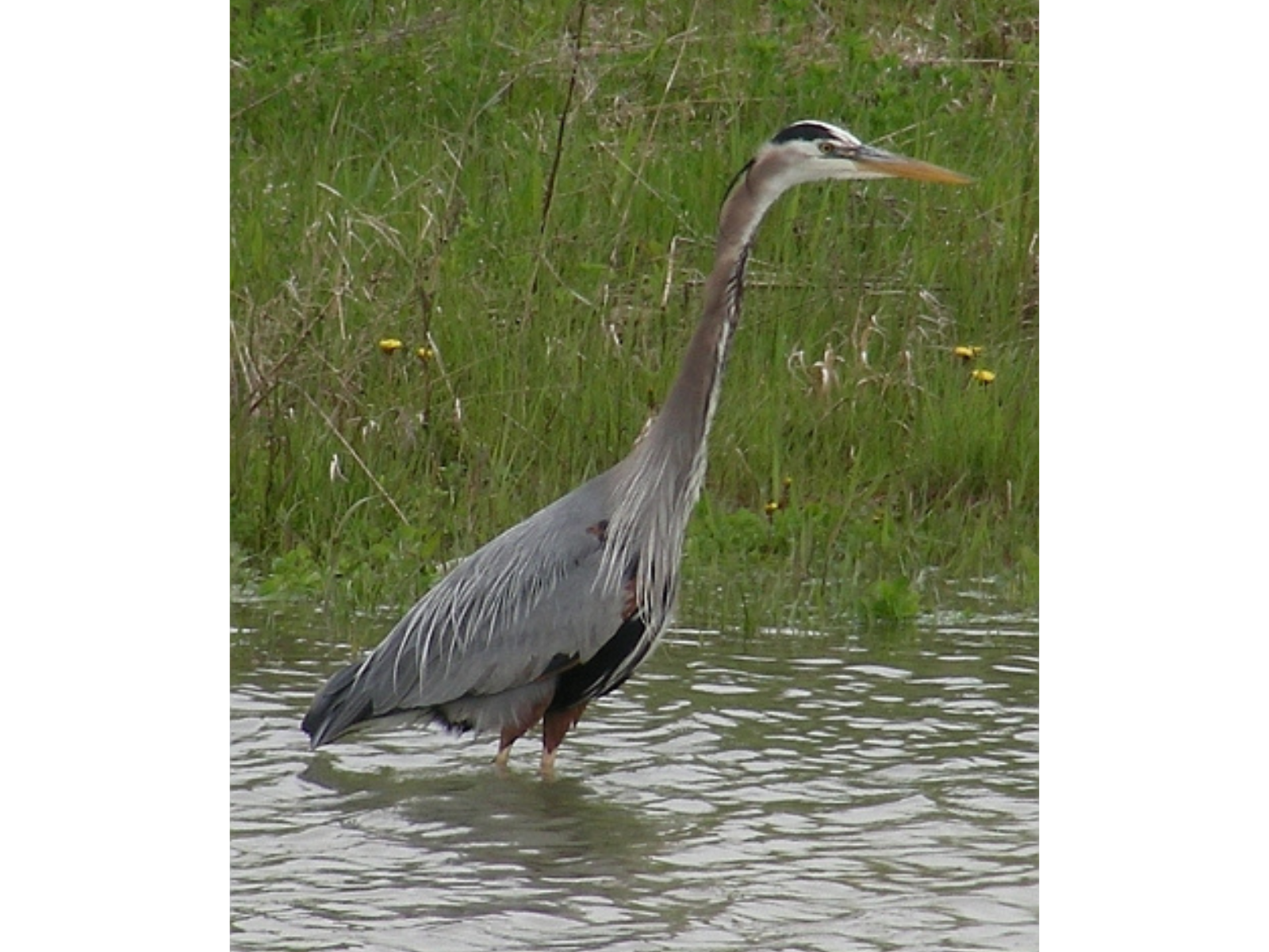 A great blue heron wading in shallow water.