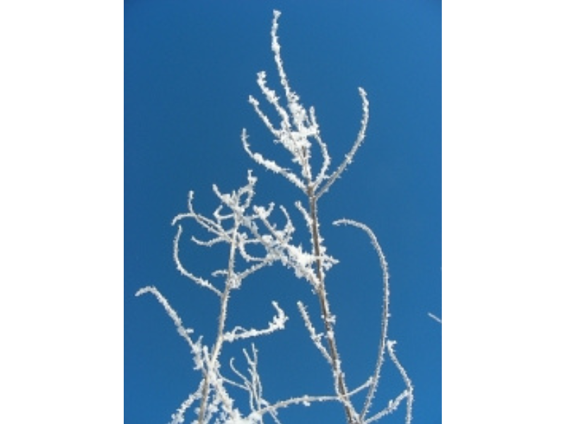 Hoar frost covered branches against a bright blue sky.
