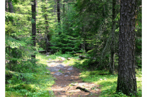 An uneven path through a wooded area.