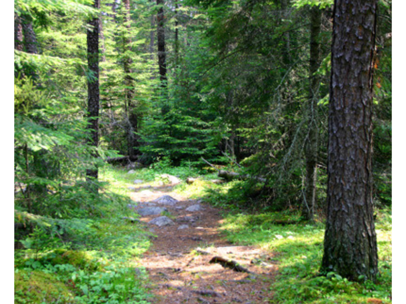 An uneven path through a wooded area.