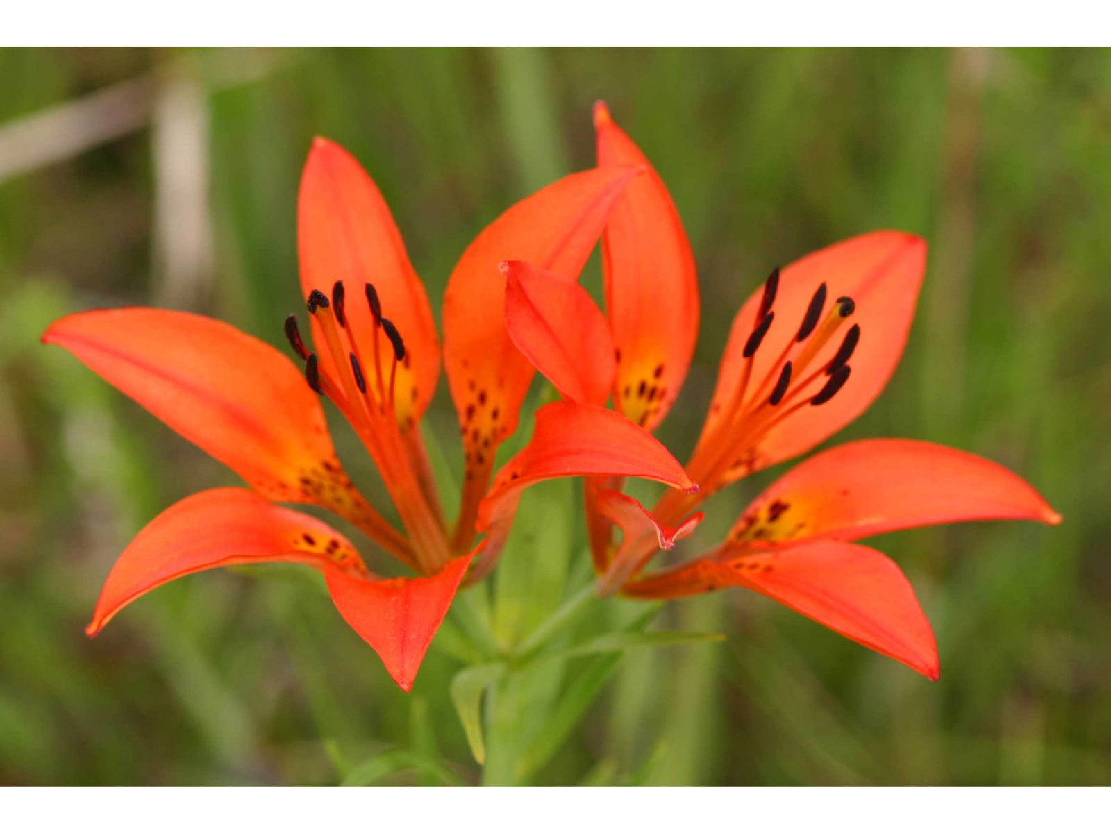 Close up on two bright orange prairie lilies.
