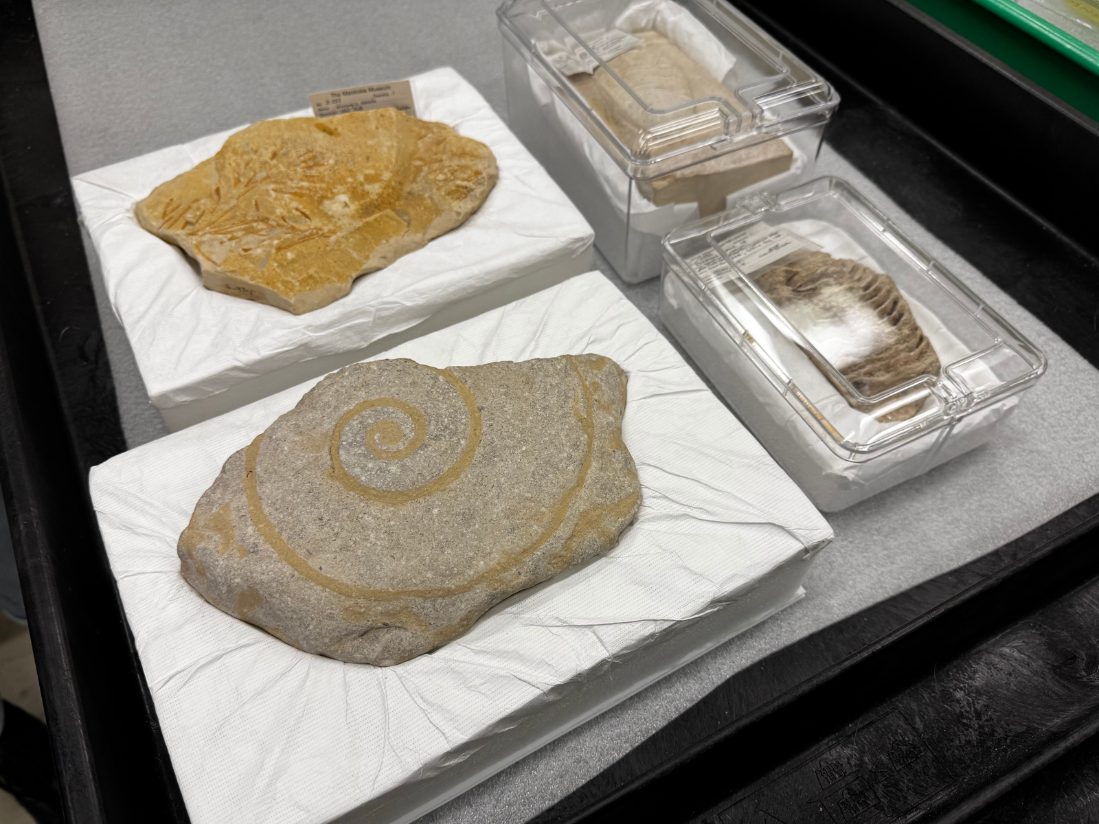 Four specimens packed, two nestled into shaped pads and two in clear, padded boxes.