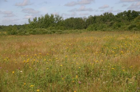 Looking out over a prairie landscape with grasses and distant trees and bushes.