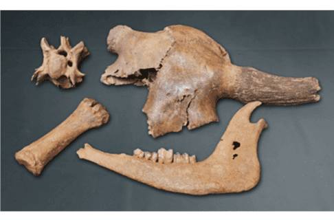 A selection of recovered bones from an excavation including a partial bison skull, a bison mandibles, and two other skeletal bones.