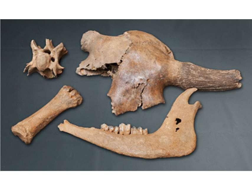 A selection of recovered bones from an excavation including a partial bison skull, a bison mandibles, and two other skeletal bones.