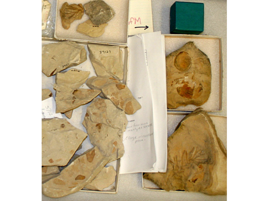 Fossil specimens laid out closely on a cart-top.