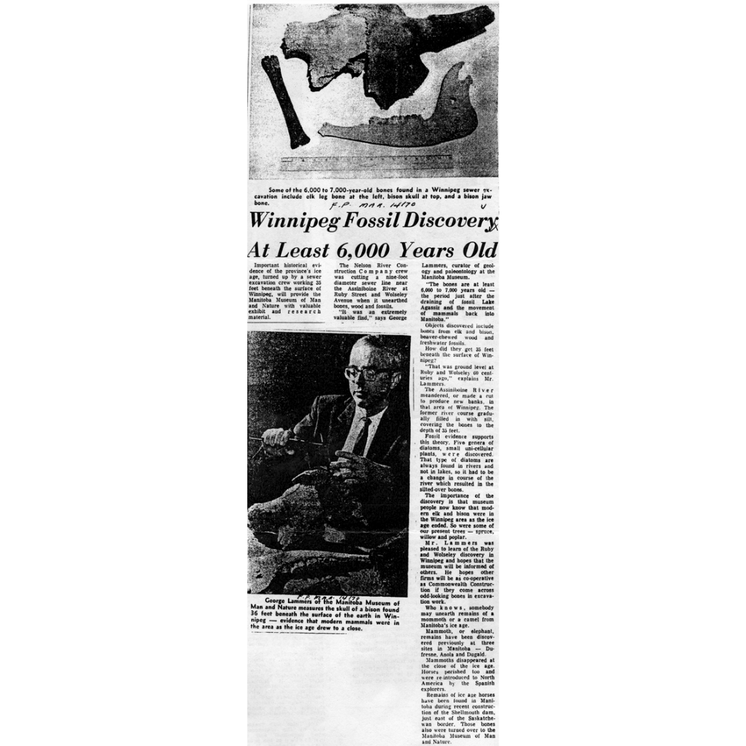 Newspaper clipping with black and white photographs and the headline "Winnipeg Fossil Discovery at Least 6,000 Years Old".