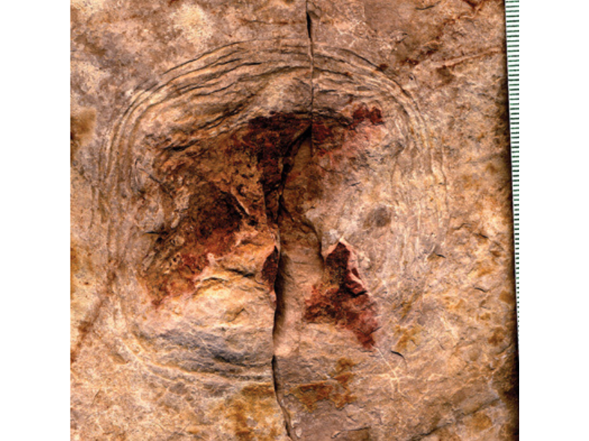Close-up on a fossilized jellyfish.