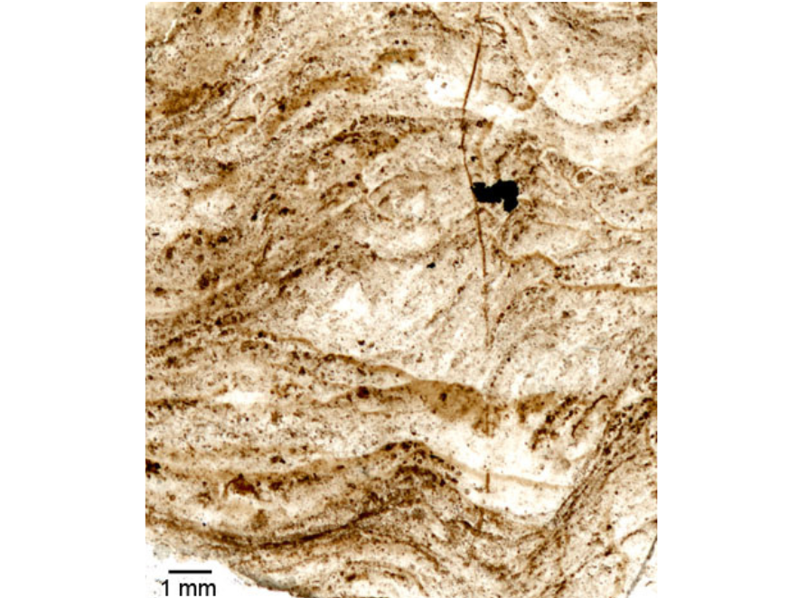 Cream coloured thin section (microscope slide) of a layered structure from Schreiber Channel.