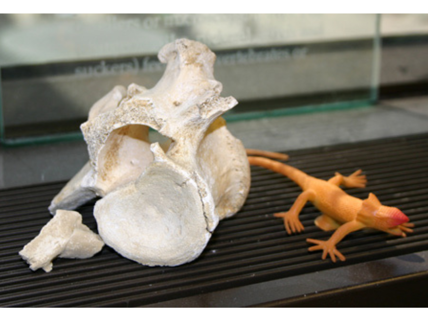 A white vertebrae bone next to a small orange plastic toy lizard.