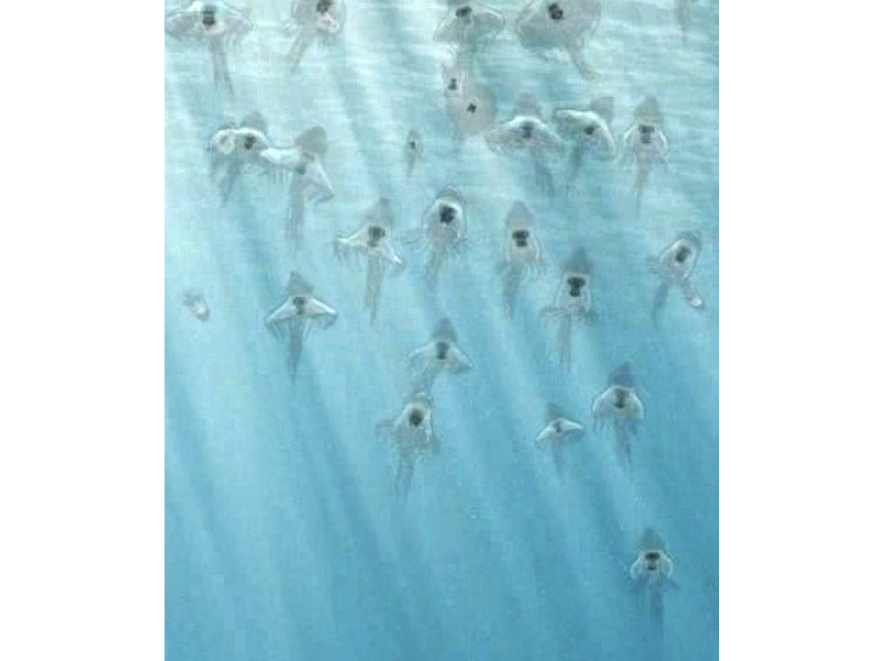 Close-up on an illustration of a group of jellyfish swimming in blue water in the Ancient Seas exhibit of the Manitoba Museum.