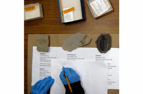 Photo looking down to a desk where some one's hands are in frame writing notes in paper with specimens placed along the top.