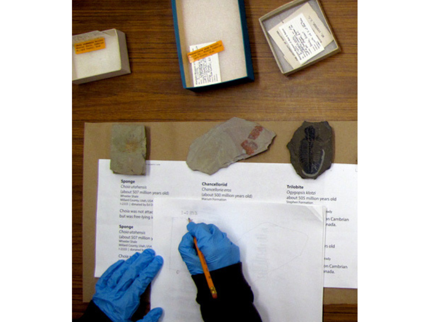 Photo looking down to a desk where some one's hands are in frame writing notes in paper with specimens placed along the top.