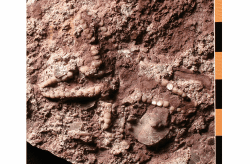 A fossilized starfish.