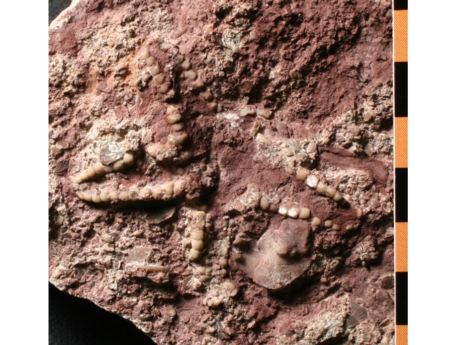 A fossilized starfish.