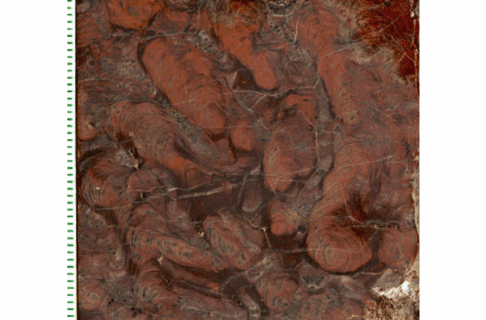 A reddish-brown fossil containing the polished surface of small finger-like stromatolites, mounds made by Cyanobacteria (blue-green algae) and other microorganisms.