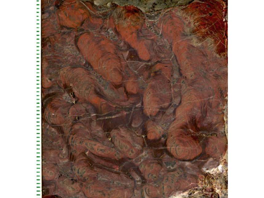 A reddish-brown fossil containing the polished surface of small finger-like stromatolites, mounds made by Cyanobacteria (blue-green algae) and other microorganisms.
