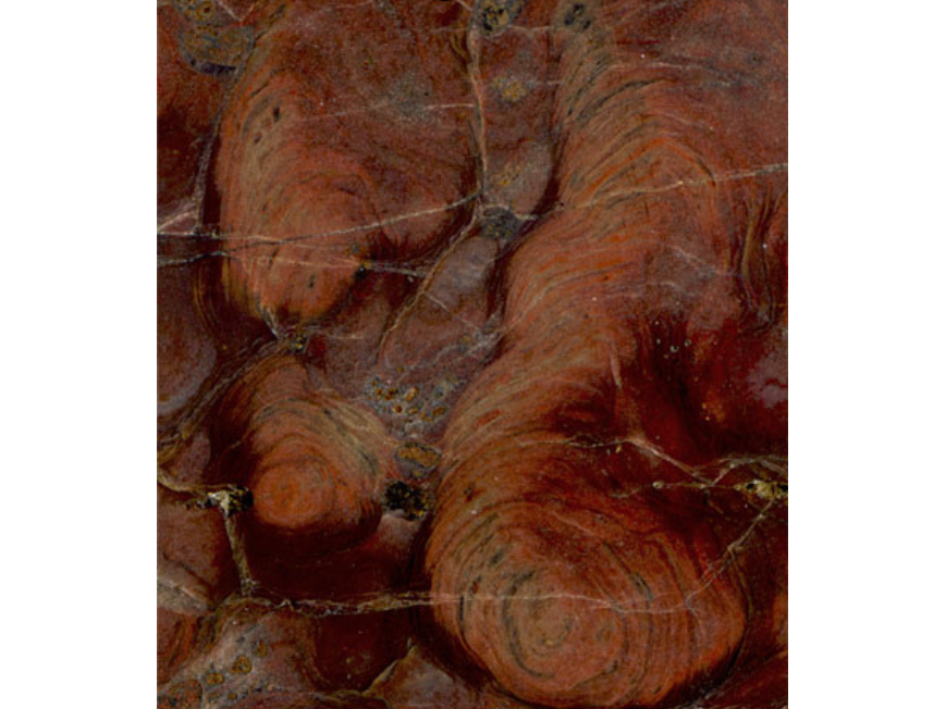 Close-up of a reddish-brown fossil containing the polished surface of small finger-like stromatolites, mounds made by Cyanobacteria (blue-green algae) and other microorganisms.