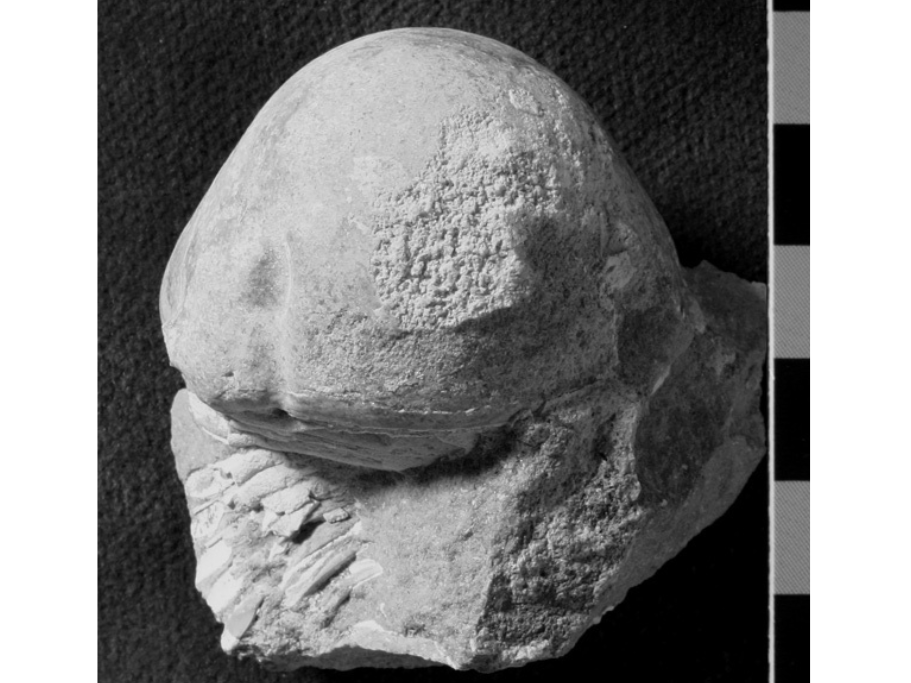 Black and white photograph of a Ordovician aged trilobite.