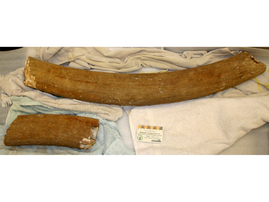 PaleoGeo - tusk