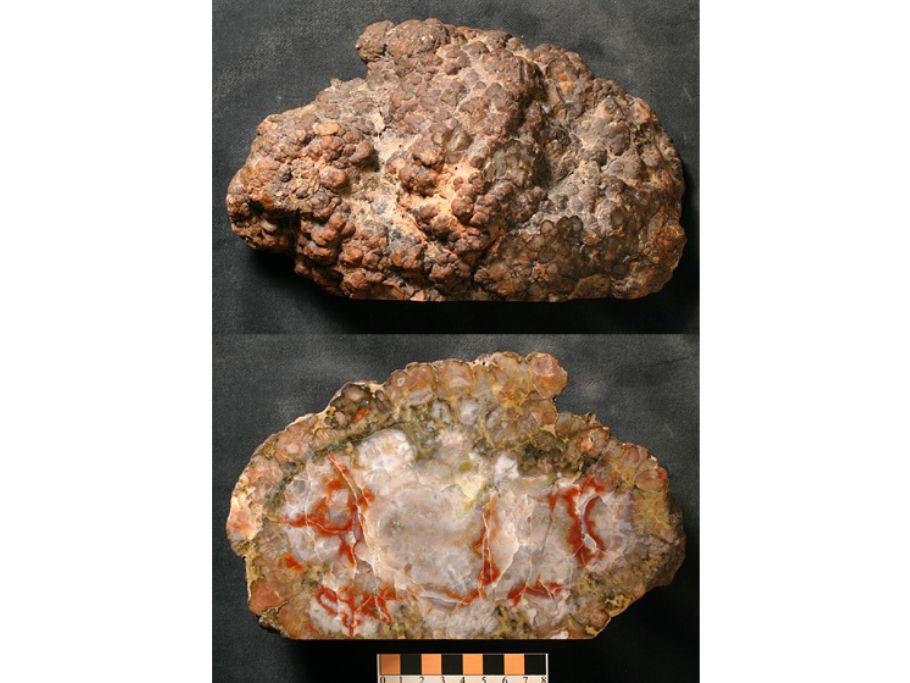 Two close-ups of a coprolite. The upper image shows the exterior of the specimen, lumpy and brownish. The lower image shows the polished interior, predominantly whitish crystal with orangey-red streaks.