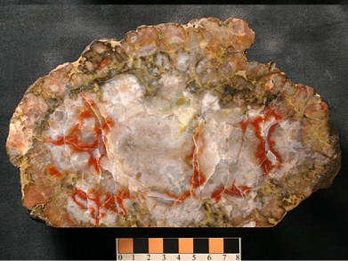 Close-up of a coprolite. The image shows the polished interior, predominantly whitish crystal with orangey-red streaks.