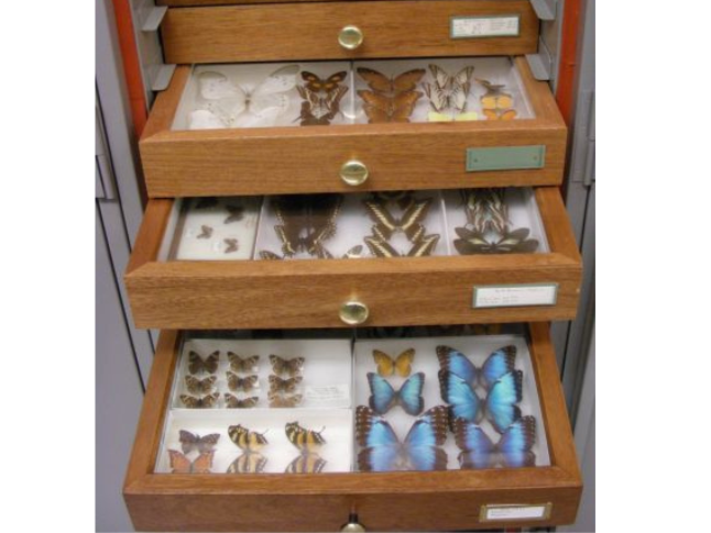 Three wooden drawers of a storage cabinet pulled open to different degrees showing a variety of pinned butterfly specimens.