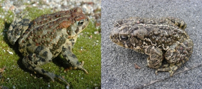 Two images side by side. On the left, a speckled toad on a mossy rock. On the right, a speckled toad on pavement.