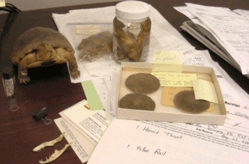 A variety of specimens on a desk top amongst various paperwork.
