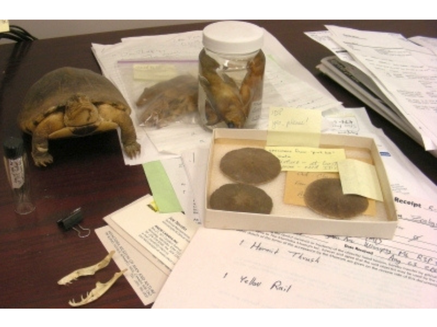 A variety of specimens on a desk top amongst various paperwork.