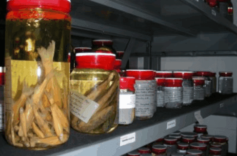 Close-up on a shelf holding numerous sealed jars with white labels and red tape sealing the top. The closest two jars, which are larger, are rotated to show small, preserved fish specimens inside.