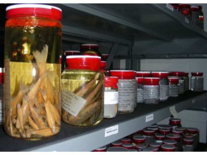 Close-up on a shelf holding numerous sealed jars with white labels and red tape sealing the top. The closest two jars, which are larger, are rotated to show small, preserved fish specimens inside.