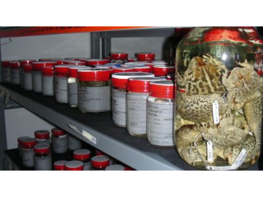Close-up on a shelf holding numerous sealed jars with white labels and red tape sealing the top. The closest jar, which is largest is rotated to show several preserved toad specimens inside.