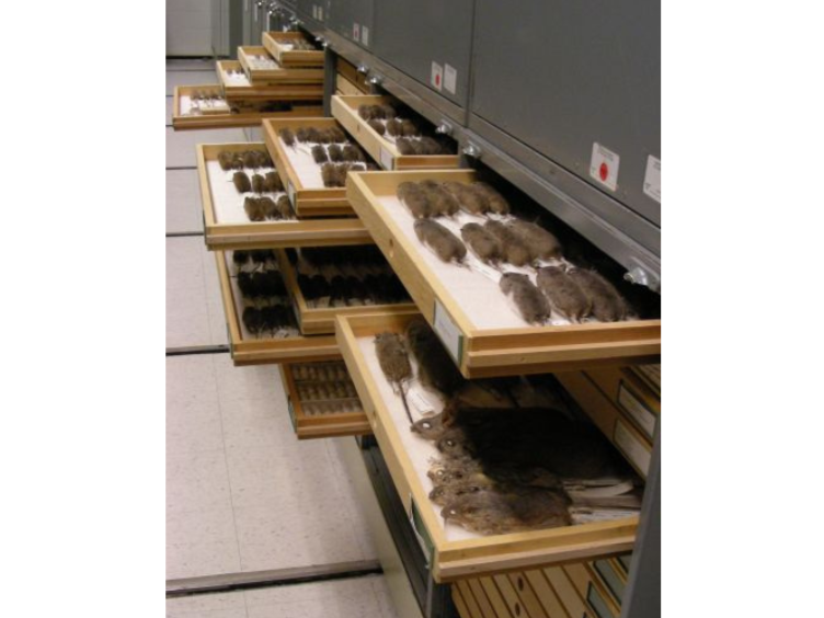 Looking down an aisle of storage cabinets. A number of drawers are pulled open along the row revealing numerous preserved rodent specimens.