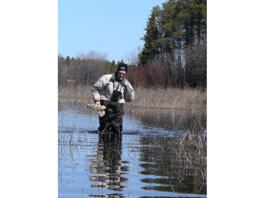 A man wearing hip-waders thigh-deep in a body of water near low-growing reeds and rushes.