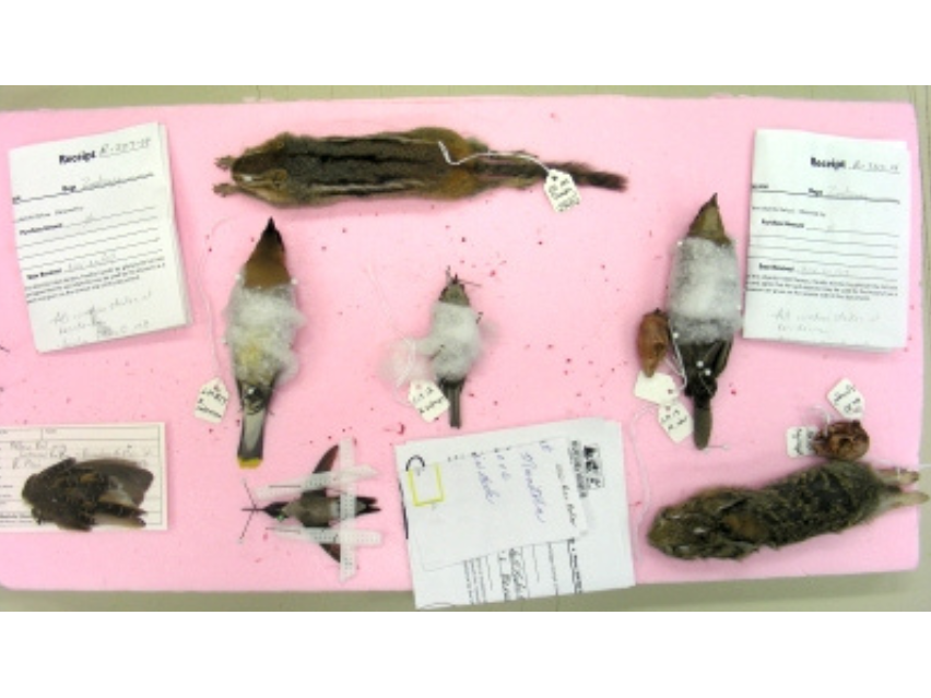 A variety of birds and small mammals pinned out on a light pink board along with some paperwork identifying the specimens.