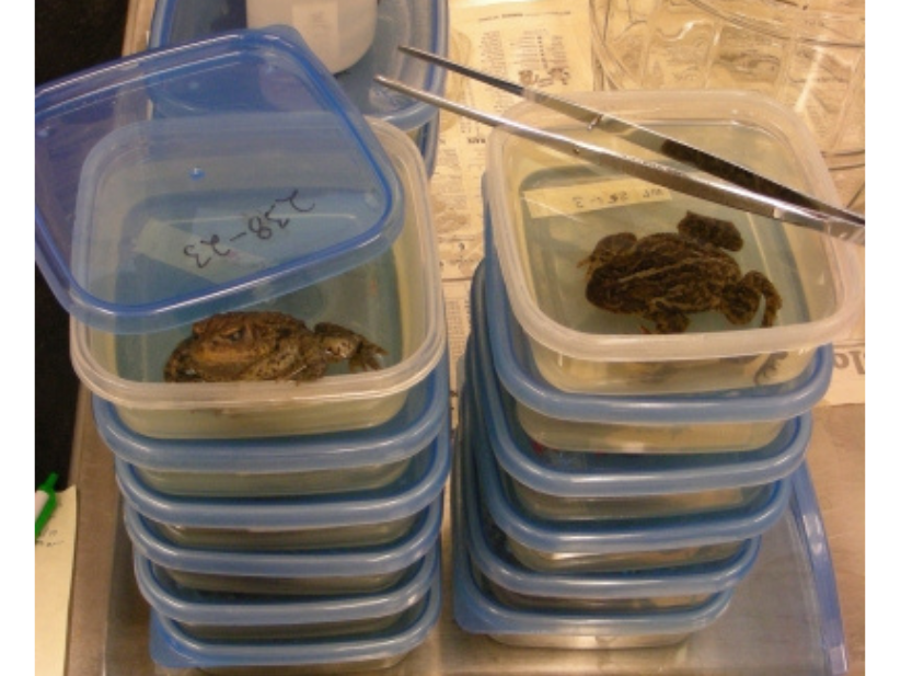 Two stacks of small clear plastic containers with blue lids. The top to lids are ajar, showing toad specimens inside each.