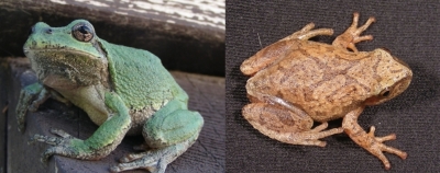 Two images side by side. On the left, a predominantly light green frog. On the right, a orangey-brown frog.