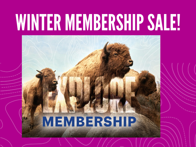 Photo of the iconic bison diorama in the Manitoba Museum Welcome Gallery on a fuchsia background with the words "EXPLORE Membership" written over top of the image. Text above the image reads, "Winter Membership Sale".