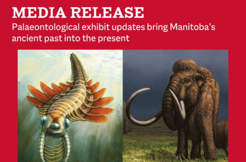 Two images side-by-side. On the left, artist's rendering of Mosura fentoni in life. The underwater creature has two long limbs covered in spines pointing out in front of it, three eyes, and a number of fin-like swimming flaps along the sides of its body. On the right, artist's rendering of a wooly mammoth walking on grassy ground against a dark sky. Above the images, on a red bar, text reads, "Media Release / Palaeontological exhibit updates bring Manitoba’s ancient past into the present".