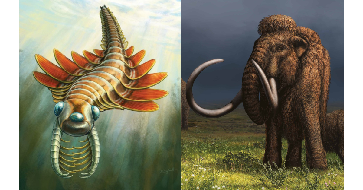Two images side-by-side. On the left, artist's rendering of Mosura fentoni in life. The underwater creature has two long limbs covered in spines pointing out in front of it, three eyes, and a number of fin-like swimming flaps along the sides of its body. On the right, artist's rendering of a wooly mammoth walking on grassy ground against a dark sky.