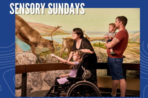 Two adults and two children by the caribou diorama in the Manitoba Museum Arctic and Sub-Arctic Gallery. The older child, seated in a wheelchair, smiles and points out to an aspect of the diorama, and the younger child is held by one of the adults. The photo is on a blue background with "Sensory Sundays" written along the top.